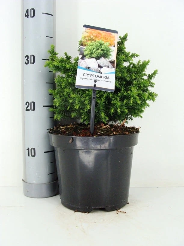Japanse Dwergcipres (Cryptomeria Japonica 'Vilmoriniana') 3 Japanse Dwergcipres (Cryptomeria Japonica 'Vilmoriniana')