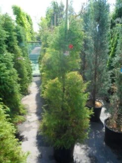 Sikkelden (Cryptomeria Japonica 'Elegans') -OL Planten Winkel cryptomeria japonica elegans 125 150 175