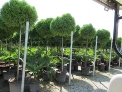 Sikkelden Op Stam (Cryptomeria Japonica 'Globosa Nana') 10 Sikkelden Op Stam (Cryptomeria Japonica 'Globosa Nana') -OL Planten Winkel cryptomeria japonica globosa nana 2