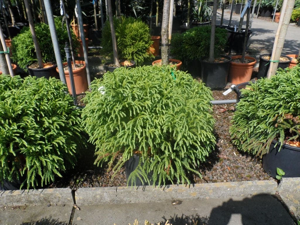 Sikkelden (Cryptomeria Japonica 'Globosa Nana') 4 Sikkelden (Cryptomeria Japonica 'Globosa Nana') - Afbeelding 2