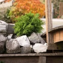 Japanse Dwergcipres (Cryptomeria Japonica 'Vilmoriniana') 5 Japanse Dwergcipres (Cryptomeria Japonica 'Vilmoriniana') -OL Planten Winkel cryptomeria japonica vilmoriniana