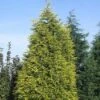 Gele Haagconifeer (Cupressocyparis Leylandii 'Gold Rider') -OL Planten Winkel culgride 10