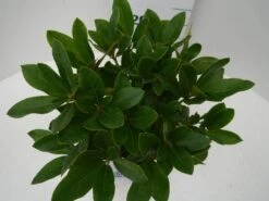 Rhododendron (Rhododendron 'Cunningham White') -OL Planten Winkel cun white c2 boven