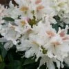 Rhododendron (Rhododendron 'Cunningham White') -OL Planten Winkel cunninghamwhite01 2