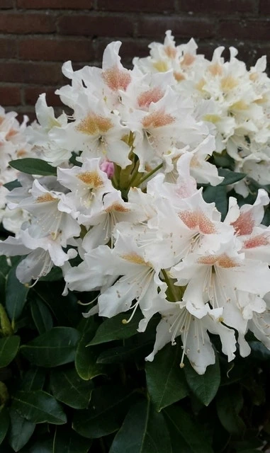 Rhododendron (Rhododendron 'Cunningham White') 3 Rhododendron (Rhododendron 'Cunningham White')