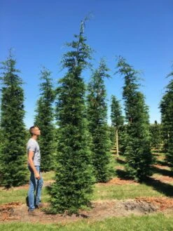 Bestsellers -OL Planten Winkel cup leijlandi 400450 1