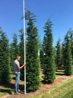 Grote Snelgroeiende Conifeer (Cupressocyparis Leylandii) -OL Planten Winkel cup leijlandii 450500 1