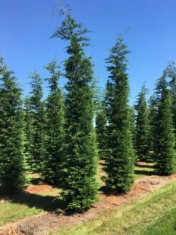 Grote Snelgroeiende Conifeer (Cupressocyparis Leylandii) -OL Planten Winkel cup leijlandii 500550 1