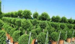 Cupressocyparis, Triobol (Cupressocyparis Leylandii 'Castlewellan Gold') -OL Planten Winkel cuppressocyparis triobol 1