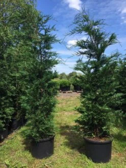 Grote Snelgroeiende Conifeer (Cupressocyparis Leylandii) -OL Planten Winkel cupressocyparis lelandii h200 250 1 1