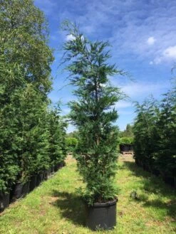 Grote Snelgroeiende Conifeer (Cupressocyparis Leylandii) -OL Planten Winkel cupressocyparis lelandii h250 300 3 1