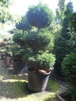 Cupressocyparis, Triobol (Cupressocyparis Leylandii 'Castlewellan Gold') -OL Planten Winkel cupressocyparis leylandii 250 300 triobol c500