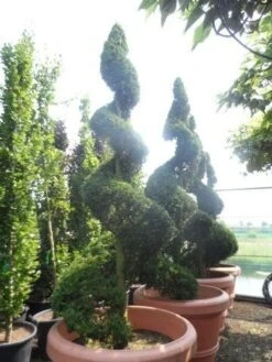 Leylandcipres Als Spiraal (Cupressocyparis Leylandii 'Castlewellan Gold' ) -OL Planten Winkel cupressocyparis leylandii castlewellan gold spiraal 250 300 c500 extra 1