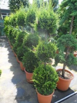 Cupressocyparis, Triobol (Cupressocyparis Leylandii 'Castlewellan Gold') -OL Planten Winkel cupressocyparis leylandii castlewellan gold triobol 125 150 175 c25