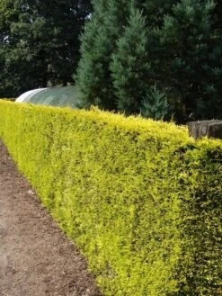 Gele Haagconifeer (Cupressocyparis Leylandii 'Gold Rider') -OL Planten Winkel cupressocyparis leylandii gold rider