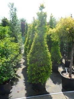 Gele Haagconifeer (Cupressocyparis Leylandii 'Gold Rider') -OL Planten Winkel cupressocyparis leylandii goldrider 175 200 1