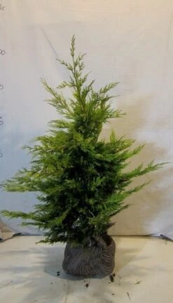 Gele Haagconifeer (Cupressocyparis Leylandii 'Gold Rider') -OL Planten Winkel cupressulgoldrider080 100 1 1