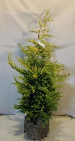 Gele Haagconifeer (Cupressocyparis Leylandii 'Gold Rider') -OL Planten Winkel cupressulgoldrider100 125 1