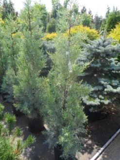 Cipres (Cupressus Arizonica 'Glauca') -OL Planten Winkel cupressus arizonica glauca 100 125 1