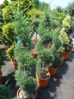 Cipres Als Spiraal (Cupressus Arizonica 'Glauca') -OL Planten Winkel cupressus arizonica glauca spiraal 125 150 175 c20