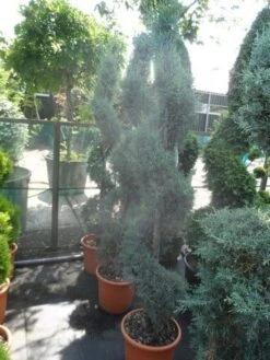 Cipres Als Spiraal (Cupressus Arizonica 'Glauca') -OL Planten Winkel cupressus arizonica glauca spiraal 175 200 c25