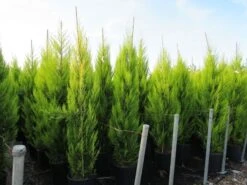 Cipres Kamerconifeer (Cupressus Macrocarpa 'Goldcrest') -OL Planten Winkel cupressus macrocarpa goldcrest 1