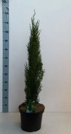 Italiaanse Cipres (Cupressus Sempervirens 'Totem') -OL Planten Winkel cupressus semp totem 80 100 cm co. 10l kopie 2 1