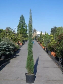 Italiaanse Cypres (Cupressus Sempervirens 'Stricta') -OL Planten Winkel cupressus sempervirens strica 200 250 c30 1