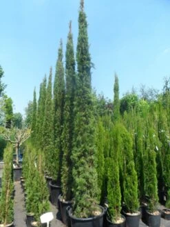 Italiaanse Cypres (Cupressus Sempervirens 'Stricta') -OL Planten Winkel cupressus sempervirens stricta 250 300 c70