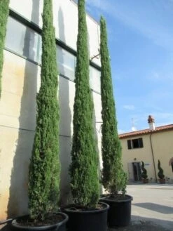 Italiaanse Cypres (Cupressus Sempervirens 'Stricta') -OL Planten Winkel cupressus sempervirens stricta 2 1
