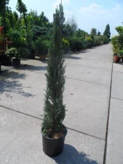 Italiaanse Cypres (Cupressus Sempervirens 'Stricta') -OL Planten Winkel cupressus sempervirens stricta 80 100 125 c10