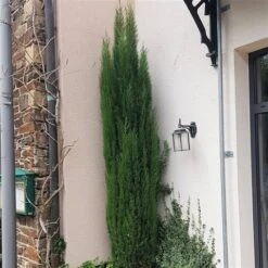 Italiaanse Cipres (Cupressus Sempervirens 'Totem') -OL Planten Winkel cupressus sempervirens totem