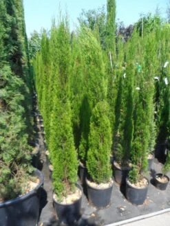 Italiaanse Cipres (Cupressus Sempervirens 'Totem') -OL Planten Winkel cupressus sempervirens totem 125 150 175 1