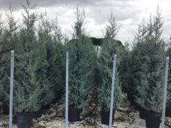 Cipres (Cupressus Arizonica 'Glauca') -OL Planten Winkel cupressusarizonicaglauca