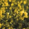 Brem (Cytisus Praecox 'Allgold') -OL Planten Winkel cypallgo 4 2 2