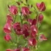 Brem (Cytisus 'Boskoop Ruby') -OL Planten Winkel cytisus boskoop ruby 1