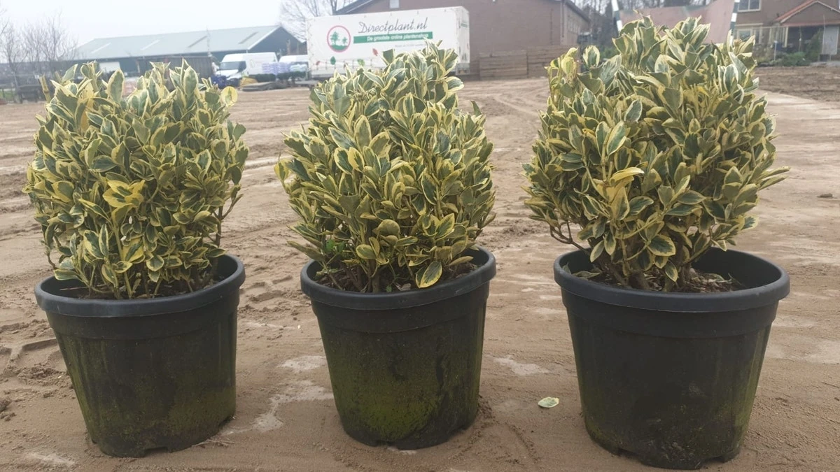 Kardinaalshoed Als Bol (Euonymus Japonicus 'Bravo') 4 Kardinaalshoed Als Bol (Euonymus Japonicus 'Bravo') - Afbeelding 2