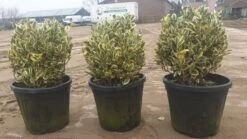 Kardinaalshoed Als Bol (Euonymus Japonicus 'Bravo') -OL Planten Winkel d71b7b6e e144 4bb1 a0a7 edc0f1496650