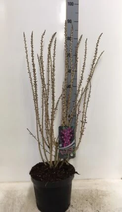 Peperboompje (Daphne Mezereum 'Rubra') 5 Peperboompje (Daphne Mezereum 'Rubra') -OL Planten Winkel daphne mez. rubra 60 80 c7.5