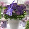 Hortensia Deep Purple Dance (Hydrangea 'Music Collection') -OL Planten Winkel deep purple dance 2 1