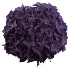 Hortensia Deep Purple Dance (Hydrangea 'Music Collection') -OL Planten Winkel deep purple dance bloem 2