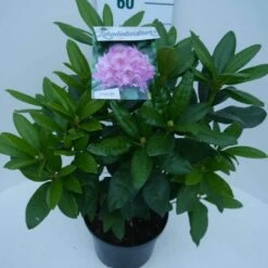 Rhododendron (Rhododendron 'Delta') -OL Planten Winkel delta c5 zij