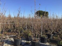 Bestsellers -OL Planten Winkel denudata200cm