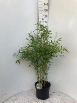 Niet Woekerende Bamboe (Fargesia 'Dino') 9 Niet Woekerende Bamboe (Fargesia 'Dino') -OL Planten Winkel dino c10