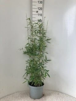 Niet Woekerende Bamboe (Fargesia 'Dino') 8 Niet Woekerende Bamboe (Fargesia 'Dino') -OL Planten Winkel dino c5