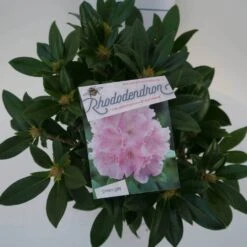 Dwergrhododendron (Rhododendron 'Dreamland') -OL Planten Winkel dreamland c4 boven