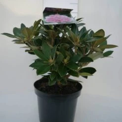 Dwergrhododendron (Rhododendron 'Dreamland') -OL Planten Winkel dreamland c4 voor 1