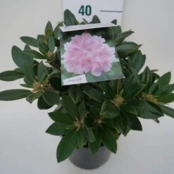 Dwergrhododendron (Rhododendron 'Dreamland') -OL Planten Winkel dreamland c4 zij 1