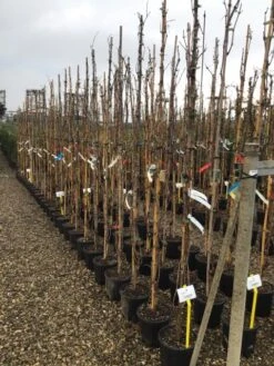 Witte Druif (Vitis Vinifera 'Italia') -OL Planten Winkel druif