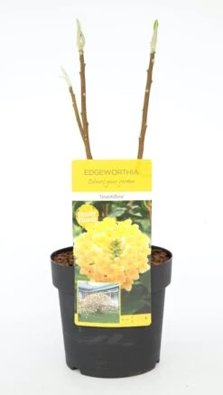 Papierstruik (Edgeworthia Chrysantha) -OL Planten Winkel dsc 0189